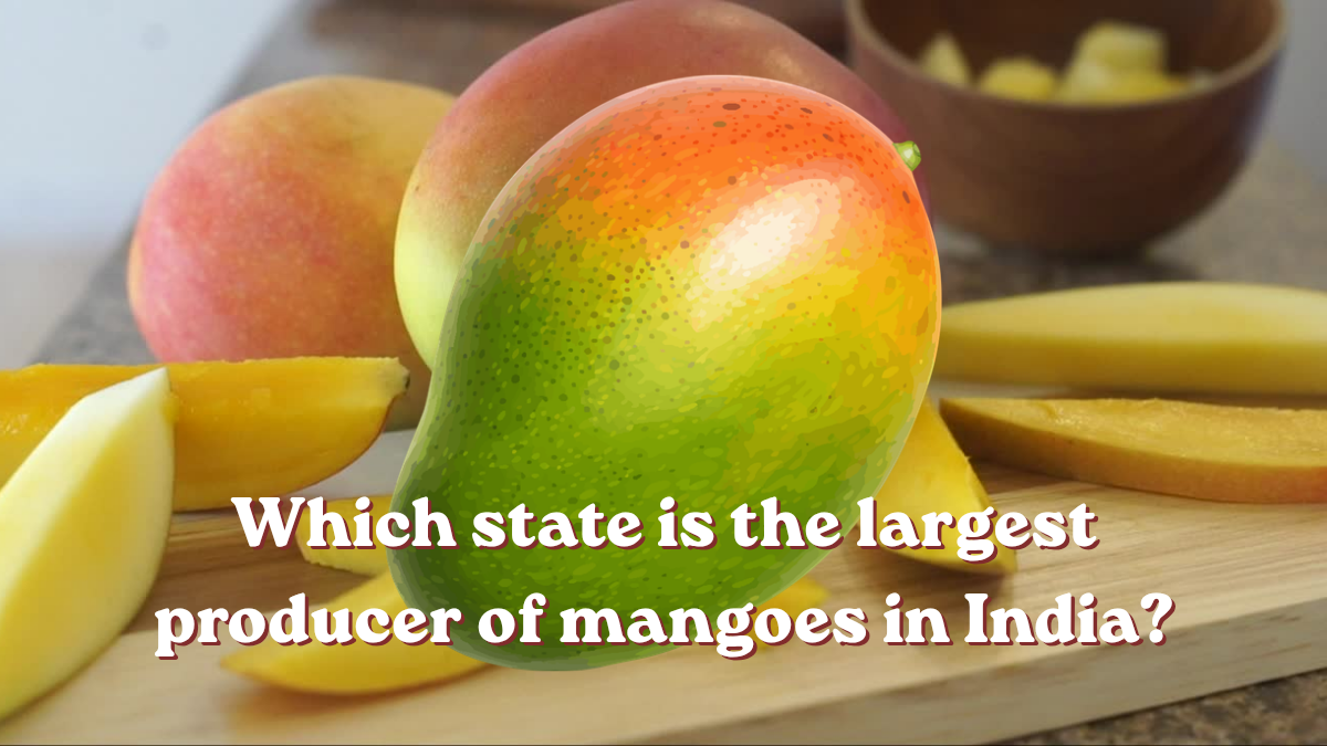 Which state is the largest producer of mangoes in India? ভারতে সবচেয়ে বেশি আম উৎপাদনকারী রাজ্য কোনটি?